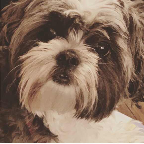 Meet your Posher, Myka - Picture 3 of 3